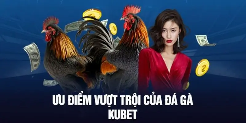 Đầu tư đá gà Kubet nhận được đánh giá cao với nhiều ưu điểm