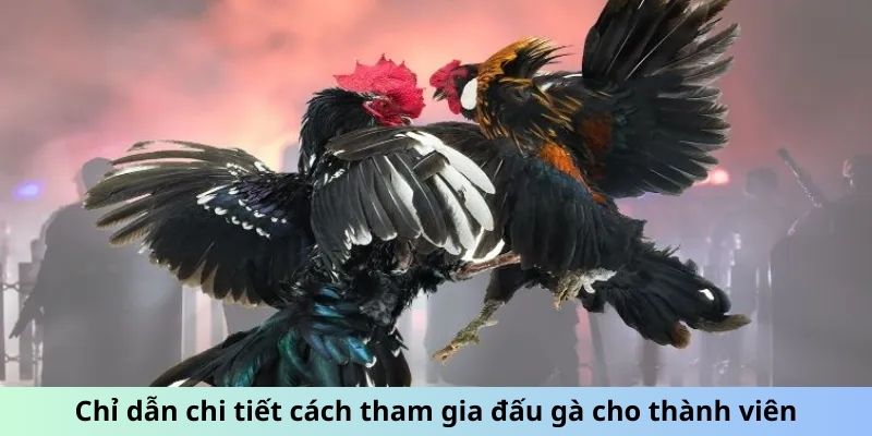 Chỉ dẫn chi tiết cách tham gia đấu gà cho thành viên