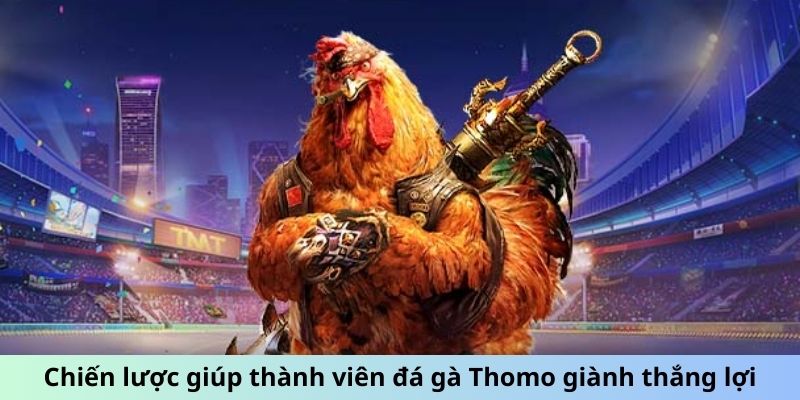 Chiến lược giúp thành viên đá gà Thomo giành thắng lợi