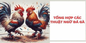 Thuật Ngữ Đá Gà